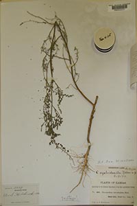 Herbarium sheet of RM 2237